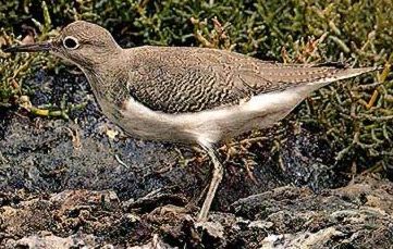 Common Sandpipers are winter visitors to shores in Egypt, sometimes along with other shorebirds