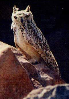 An Eagle Owl photographed in the area of Lake Nasser