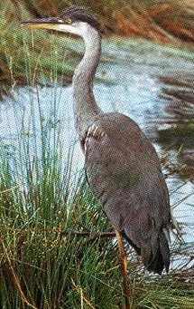 The Grey Heron is a common year round resident in lagoons and marshes within the Delta and northern Sinai, living off of fish