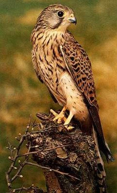 Birds Kestrel