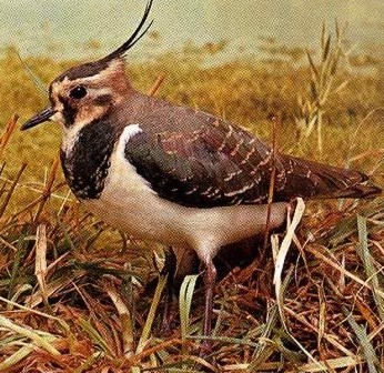 The Lapwing is common visitor to fields and marshes in Egypt