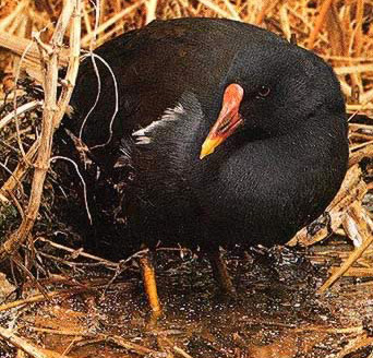 Moorhens are common in Egyptian ponds, lakes and rivers with shore  vegetation