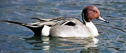 Birds Pintail