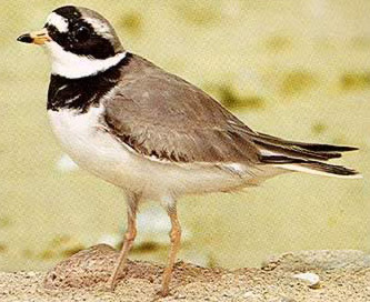 The Ringed Plover is a common winter visitor on mudflats and beaches, often in small flocks