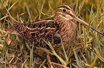 The snipe is a common winter and passage visitor to Egypt that one finds in marshes and welands with dense vegetation